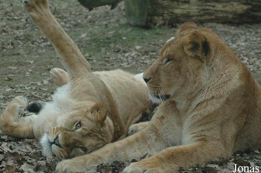 Panthera leo