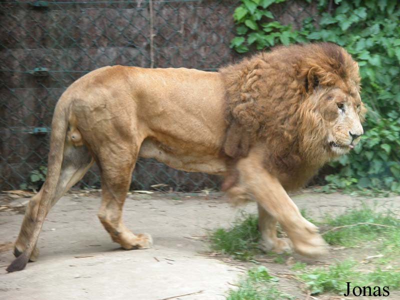 Panthera leo