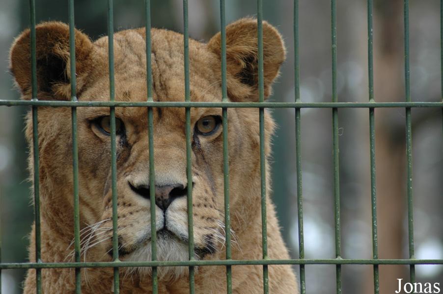 Panthera leo