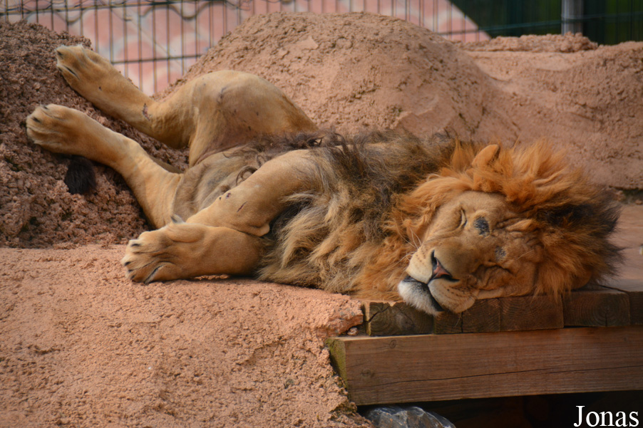 Panthera leo