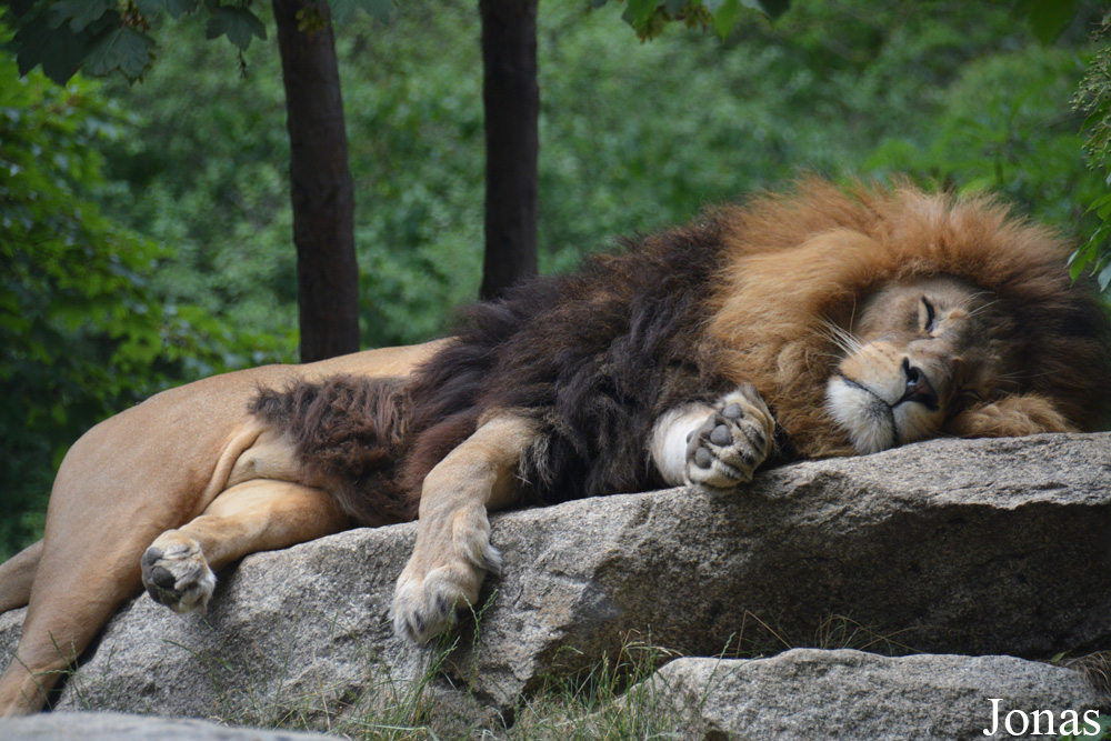 Panthera leo