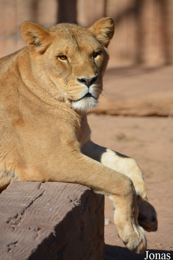 Panthera leo