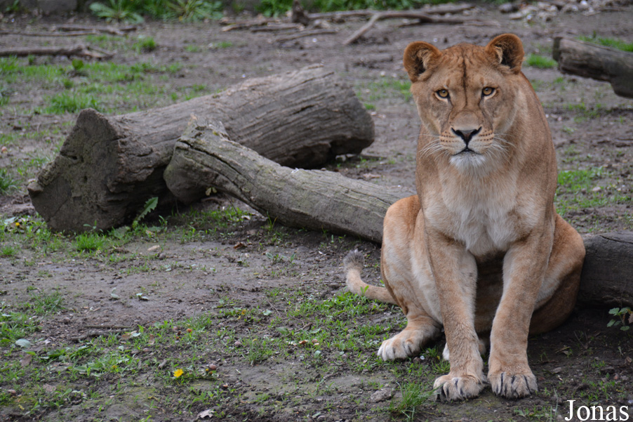 Panthera leo