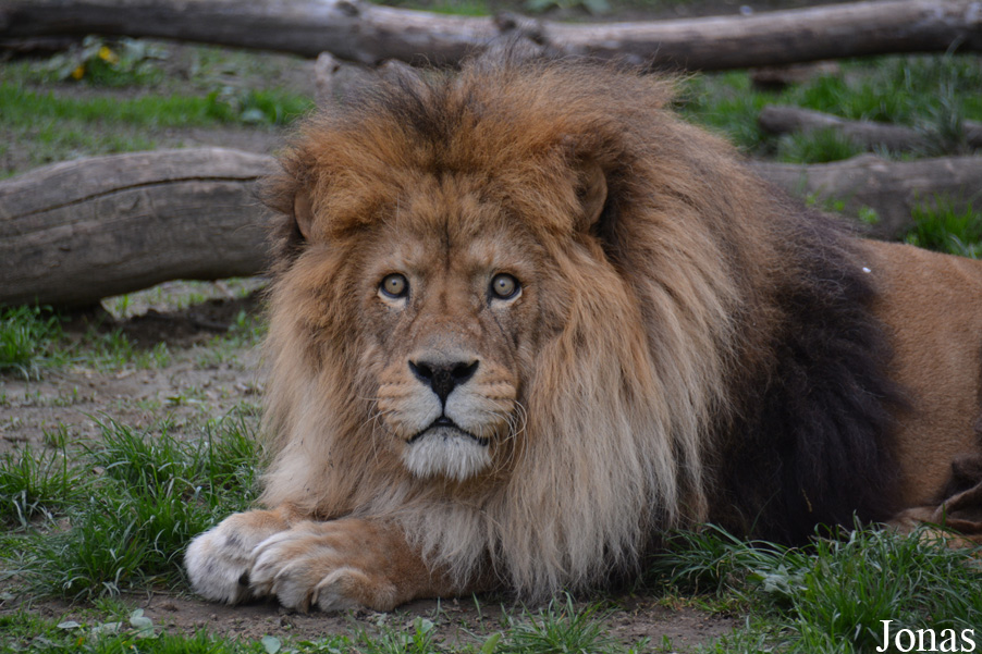 Panthera leo