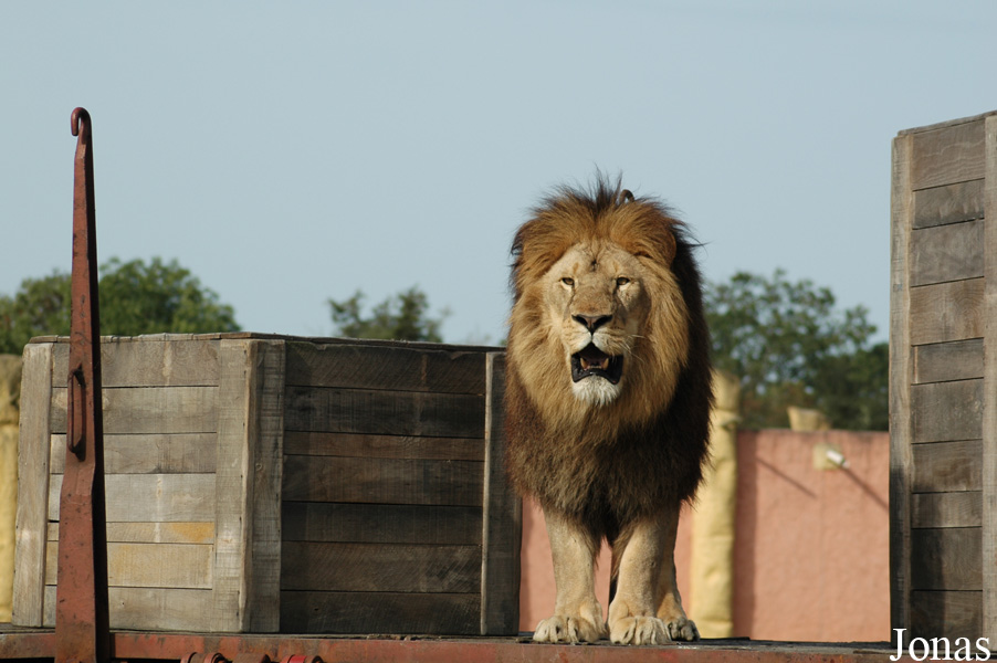 Panthera leo