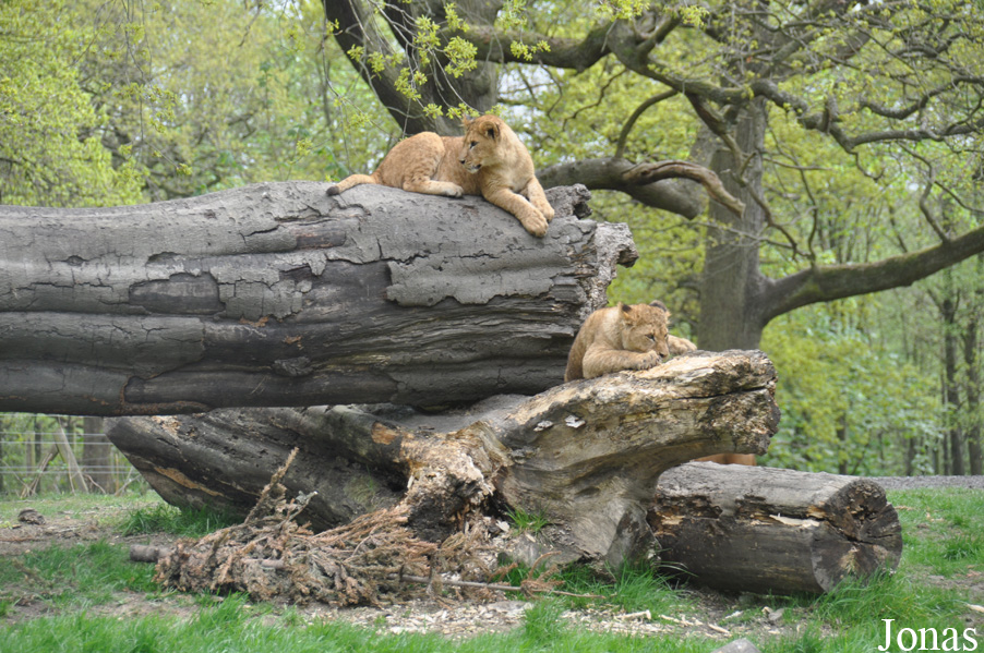 Panthera leo