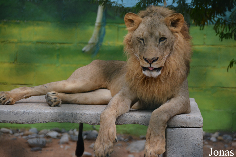 Panthera leo