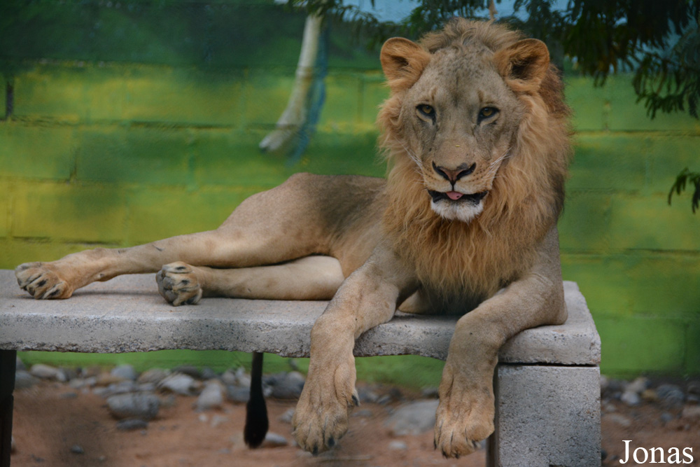 Panthera leo
