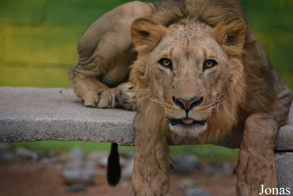 Panthera leo