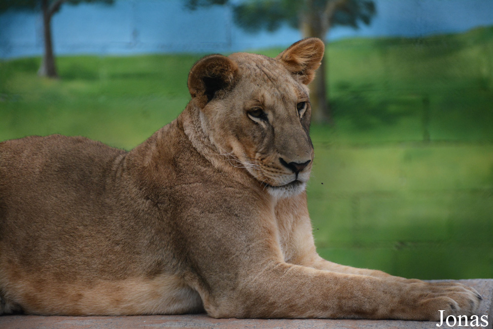 Panthera leo