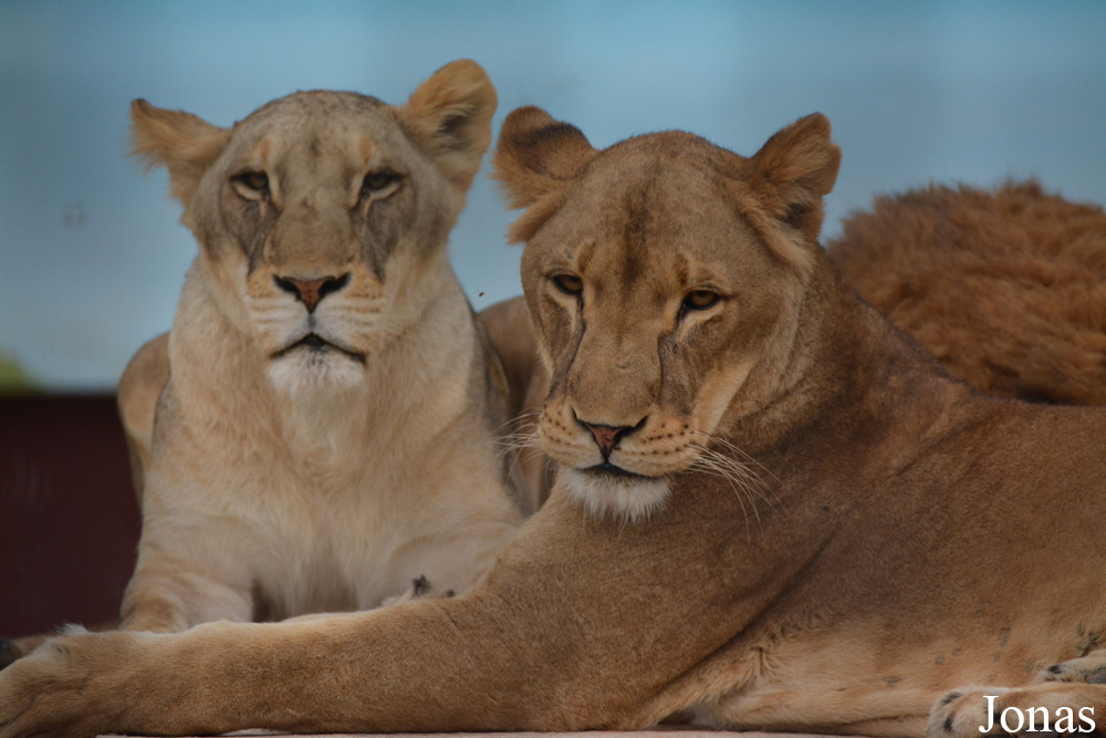 Panthera leo