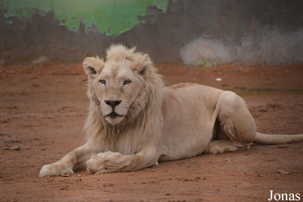 Panthera leo