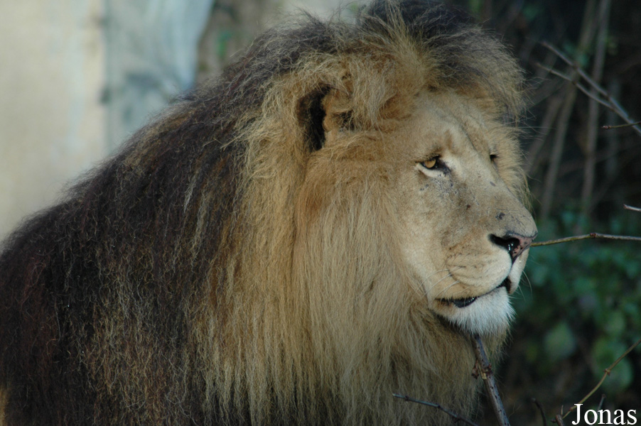 Panthera leo