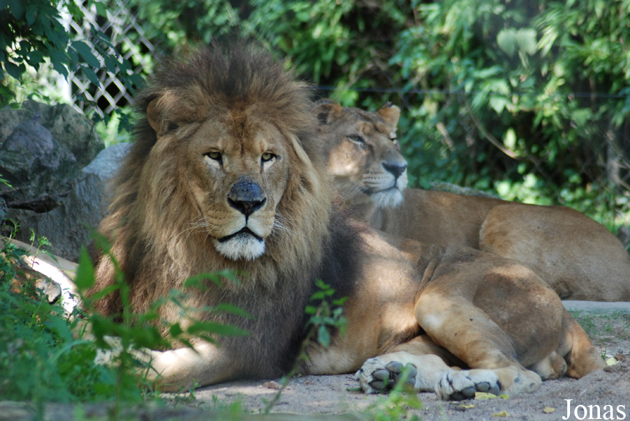 Panthera leo