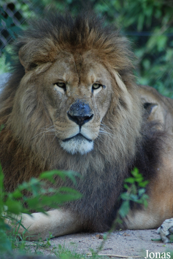 Panthera leo