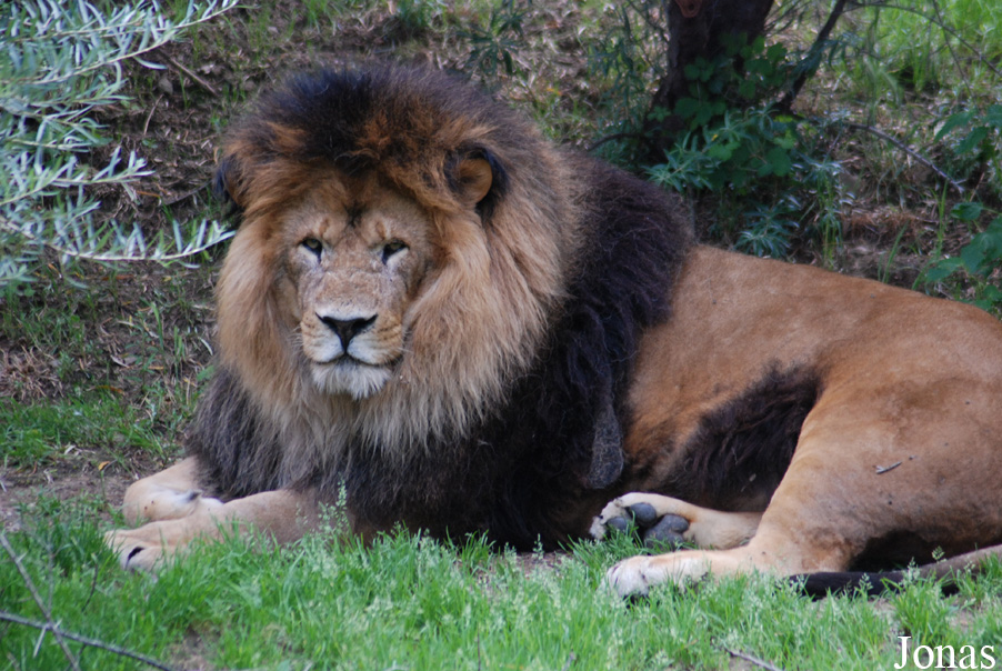 Panthera leo