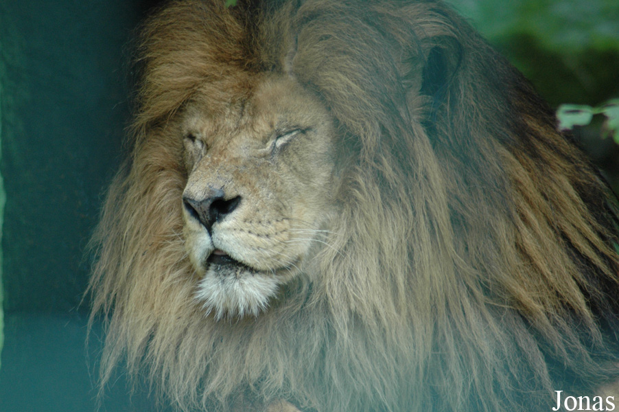 Panthera leo