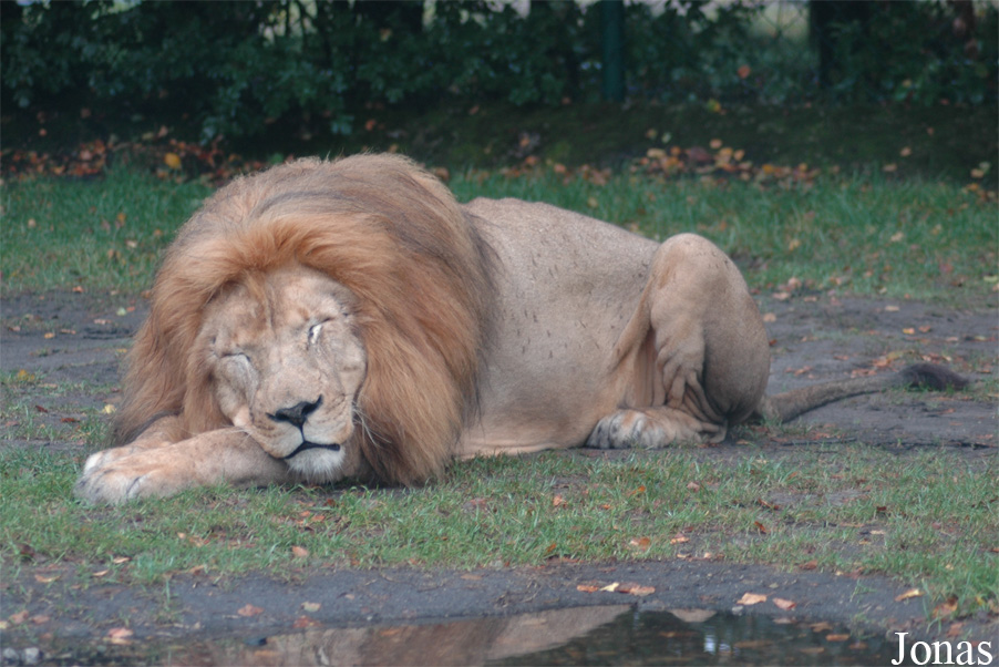 Panthera leo