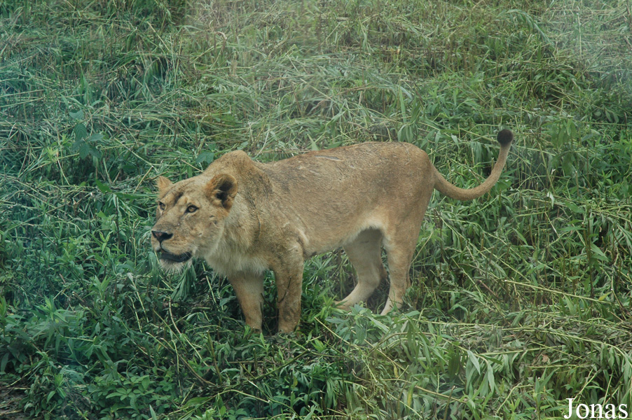 Panthera leo