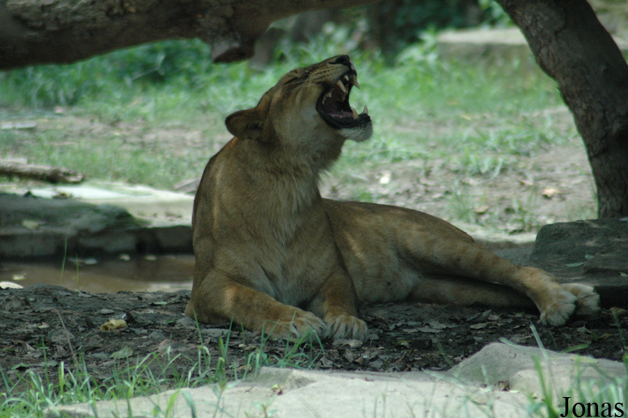 Panthera leo