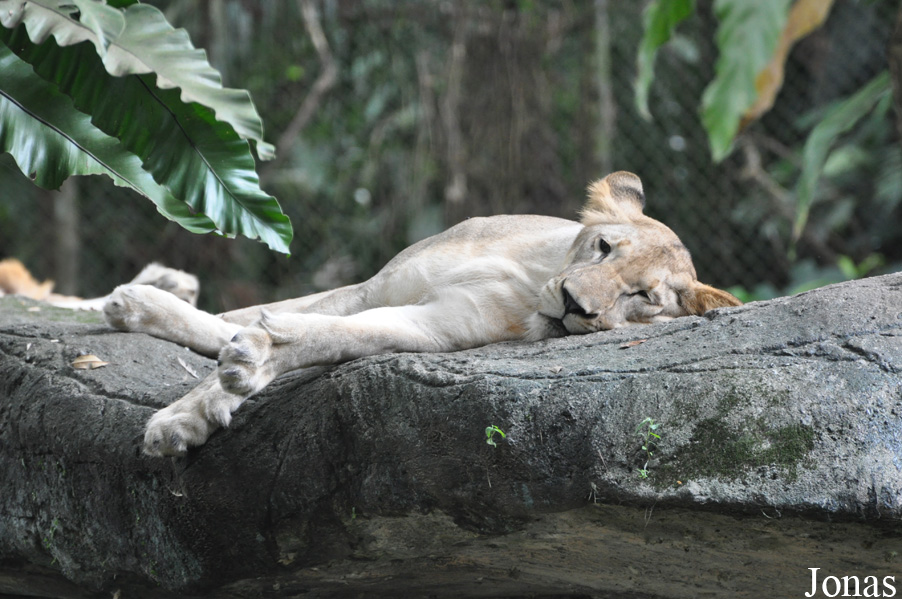 Panthera leo