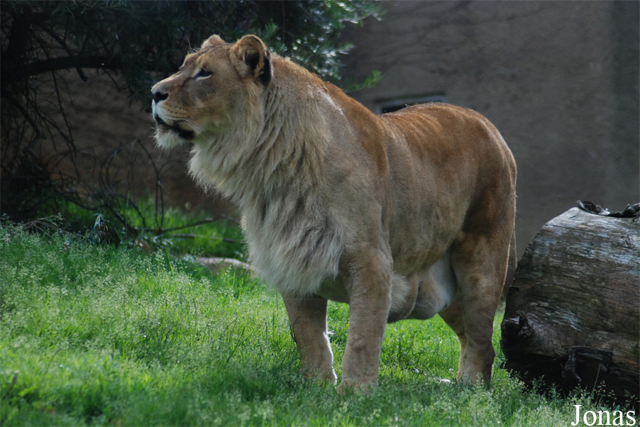 Panthera leo bleyenberghi
