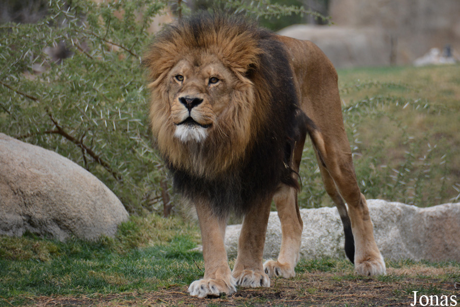 Panthera leo bleyenberghi