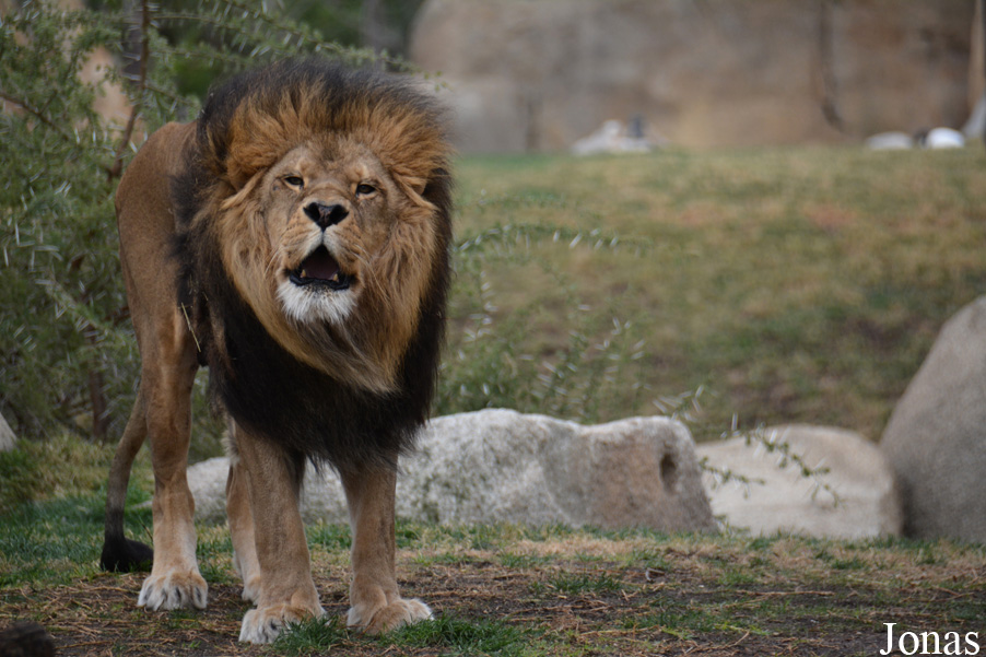 Panthera leo bleyenberghi