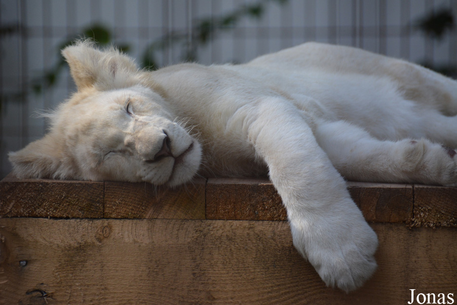 Panthera leo krugeri