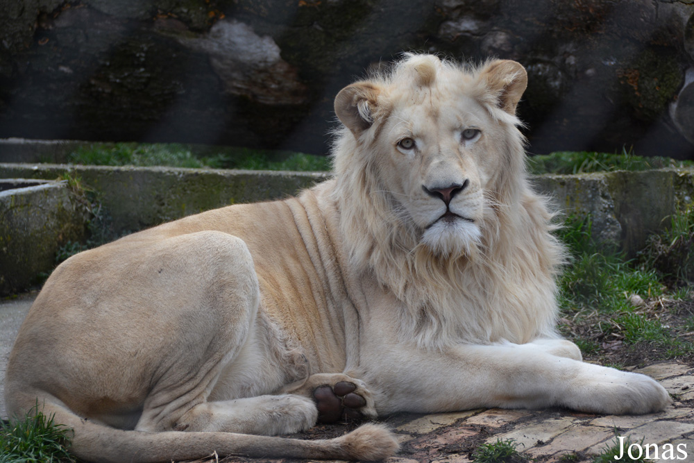 Panthera leo krugeri