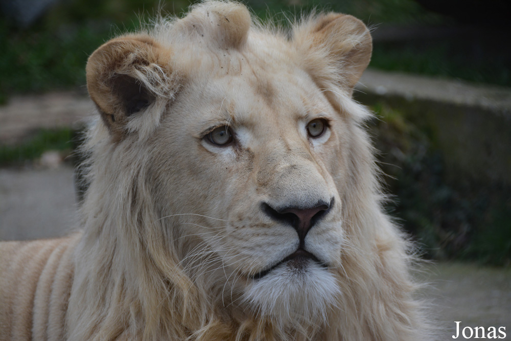 Panthera leo krugeri