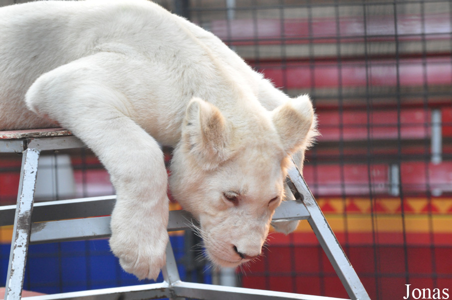 Panthera leo krugeri