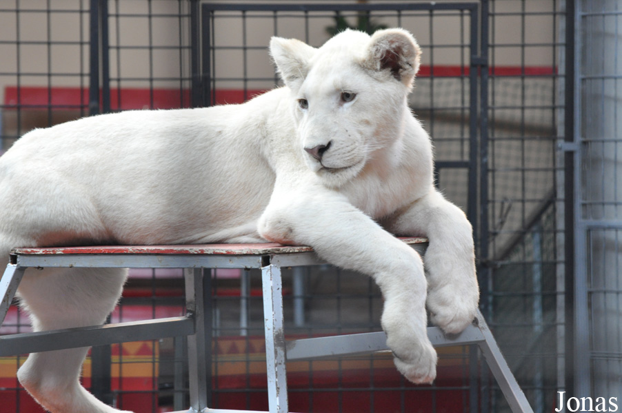 Panthera leo krugeri