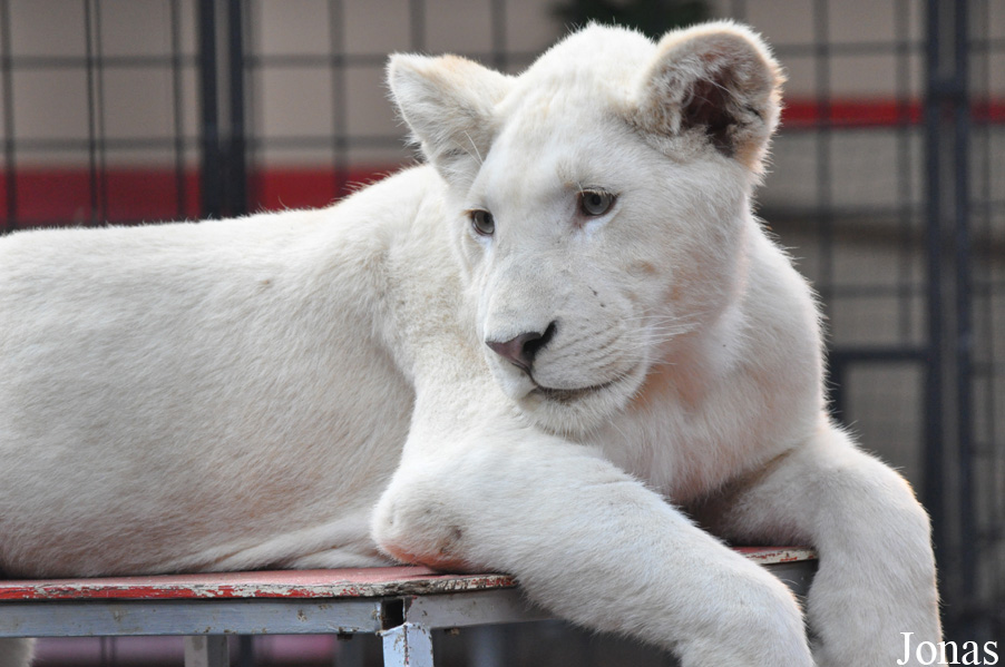 Panthera leo krugeri