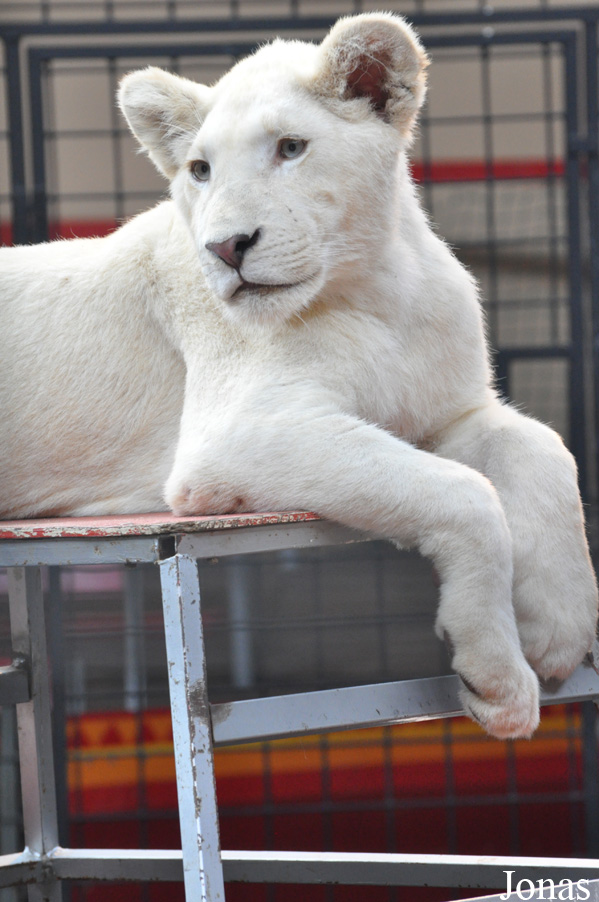 Panthera leo krugeri