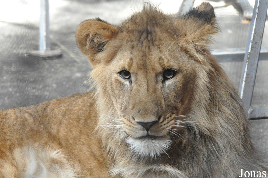 Panthera leo krugeri