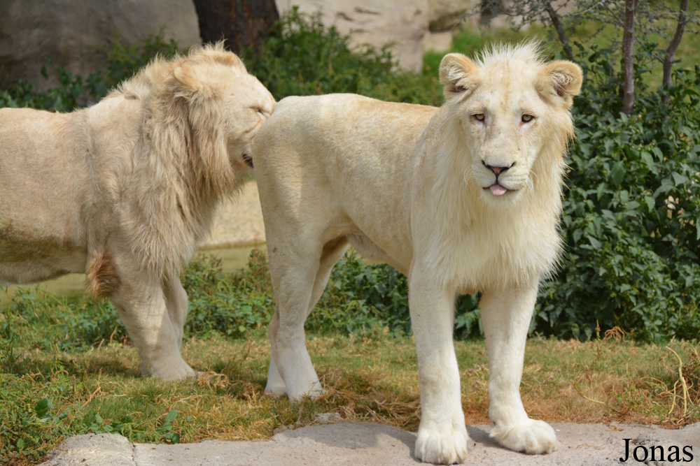 Panthera leo krugeri