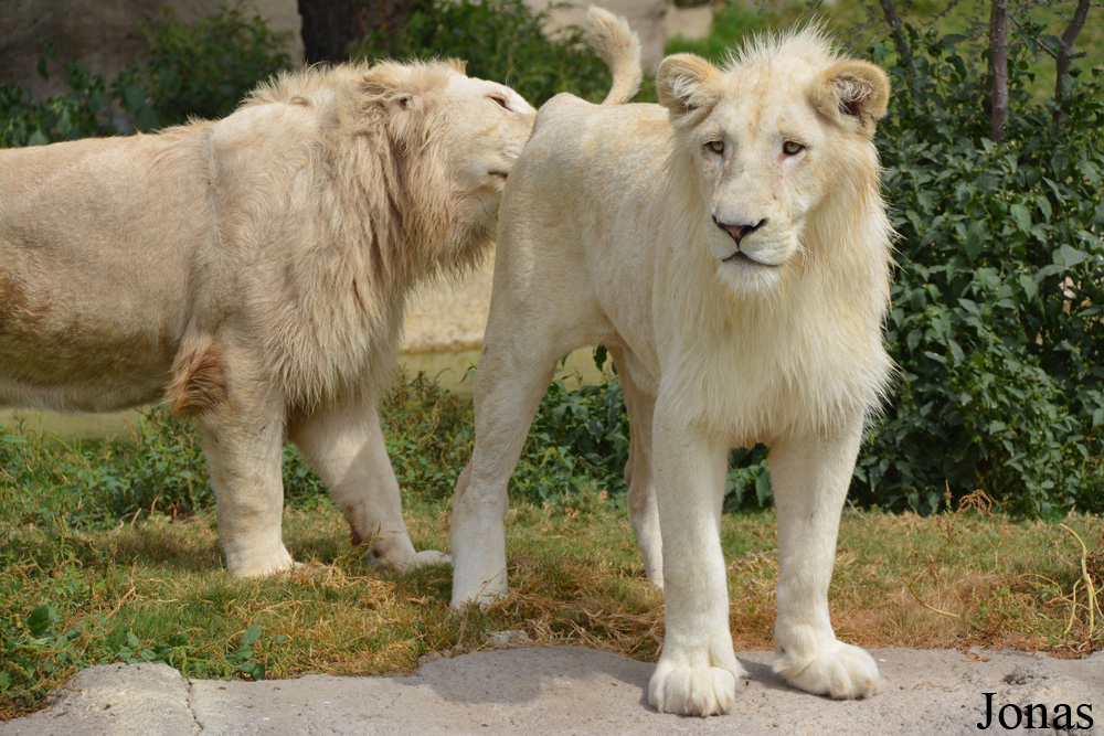 Panthera leo krugeri