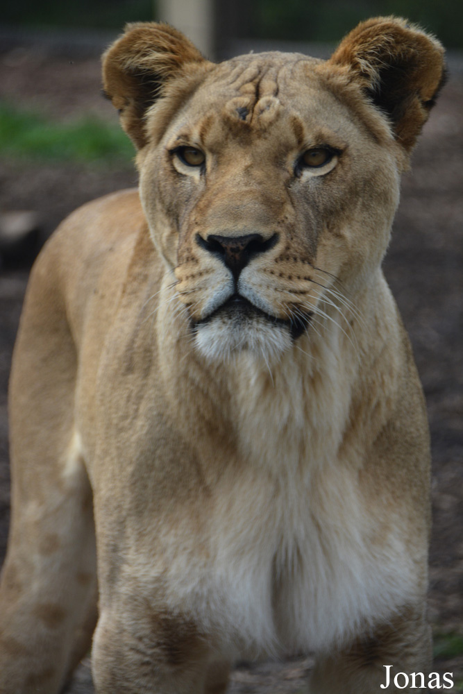 Panthera leo krugeri