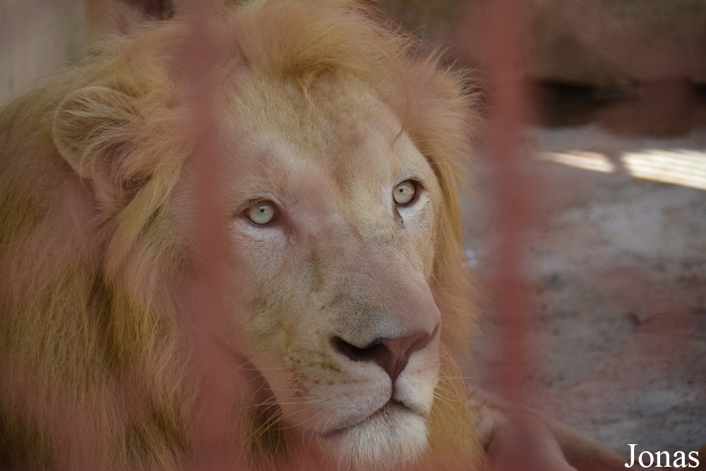Panthera leo krugeri