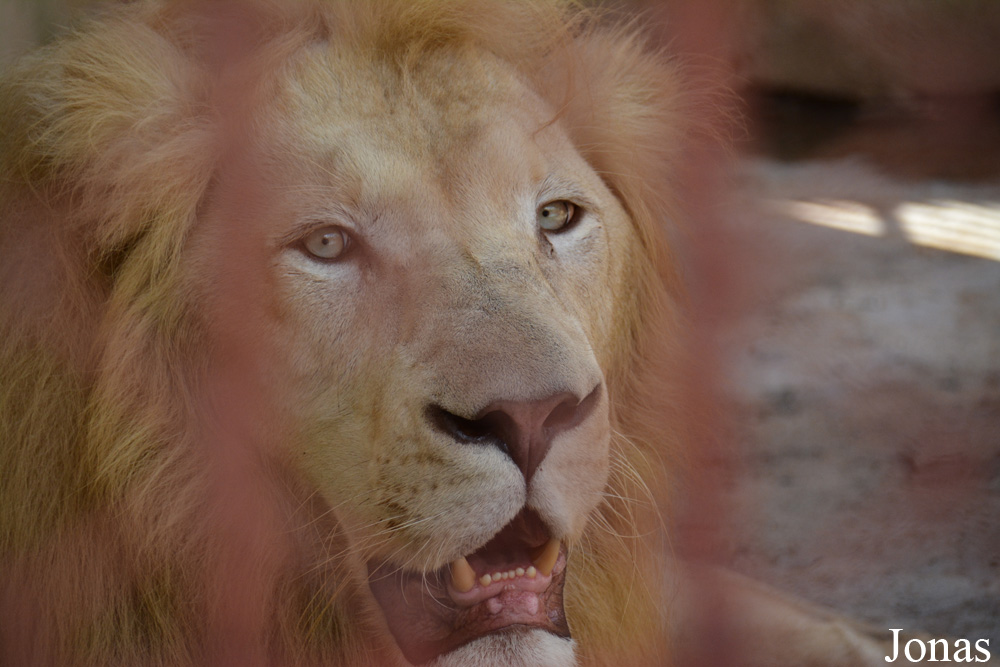 Panthera leo krugeri
