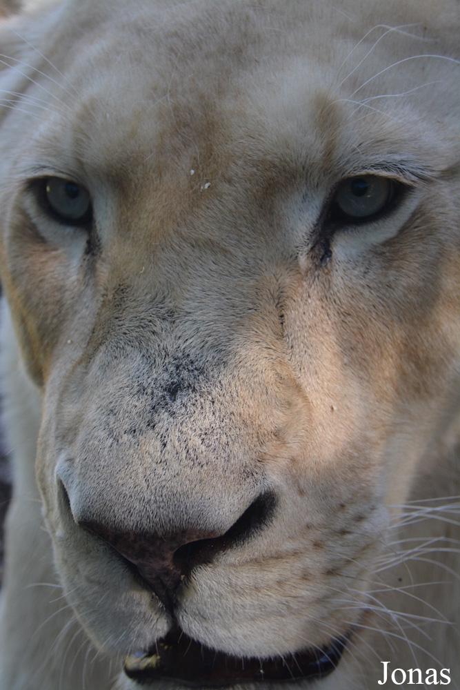 Panthera leo krugeri