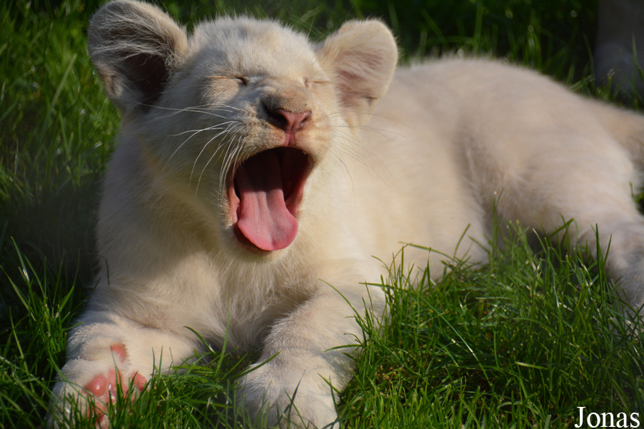Panthera leo krugeri
