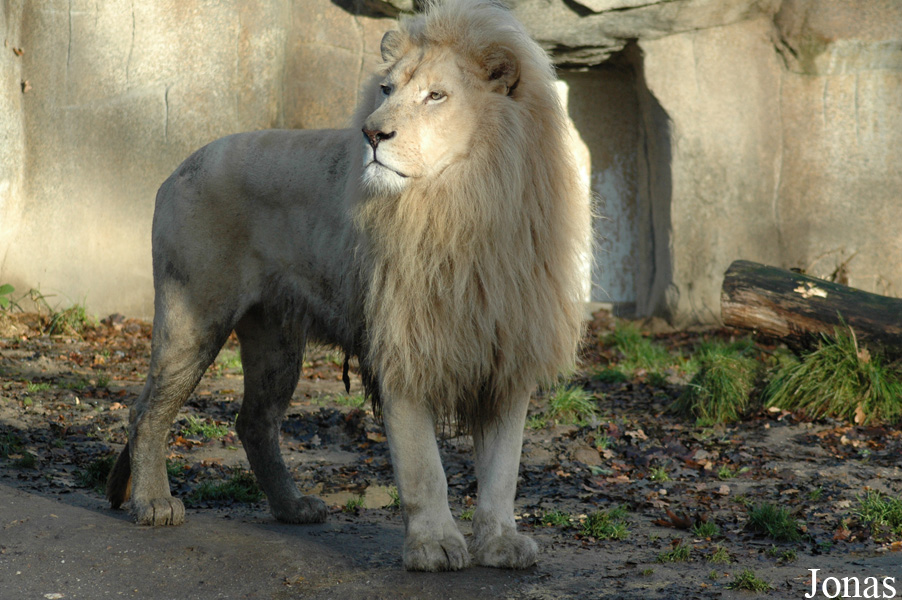 Panthera leo krugeri