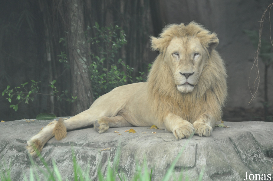 Panthera leo krugeri