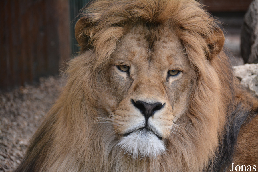 Panthera leo leo