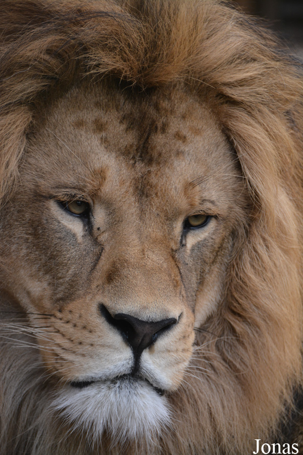 Panthera leo leo