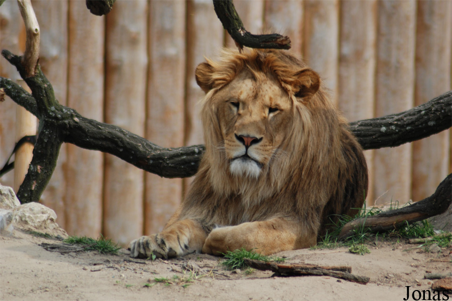 Panthera leo leo