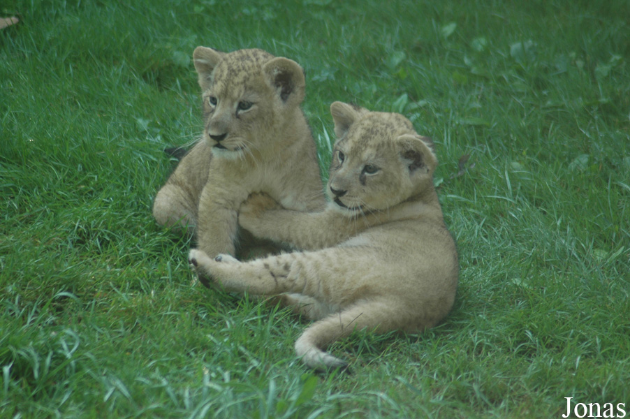 Panthera leo leo / Zoo des Sables d'Olonne