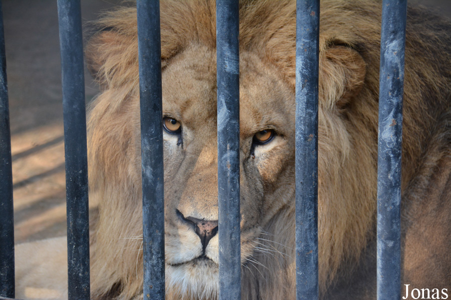 Panthera leo leo